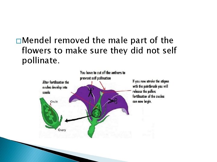 � Mendel removed the male part of the flowers to make sure they did