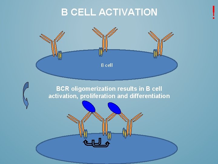 B CELL ACTIVATION B cell BCR oligomerization results in B cell activation, proliferation and