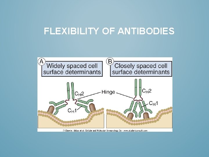 FLEXIBILITY OF ANTIBODIES 