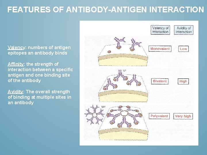 FEATURES OF ANTIBODY-ANTIGEN INTERACTION Valency: numbers of antigen epitopes an antibody binds Affinity: the