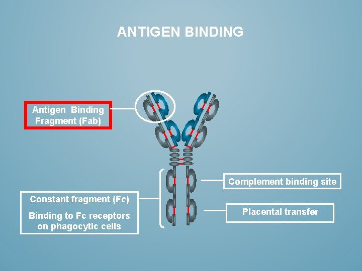 ANTIGEN BINDING Antigen Binding Fragment (Fab) Complement binding site Constant fragment (Fc) Binding to