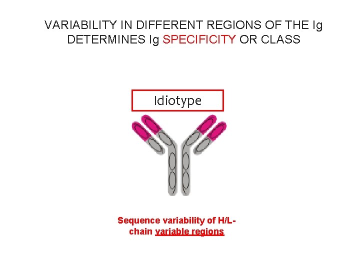 VARIABILITY IN DIFFERENT REGIONS OF THE Ig DETERMINES Ig SPECIFICITY OR CLASS isotype Idiotype