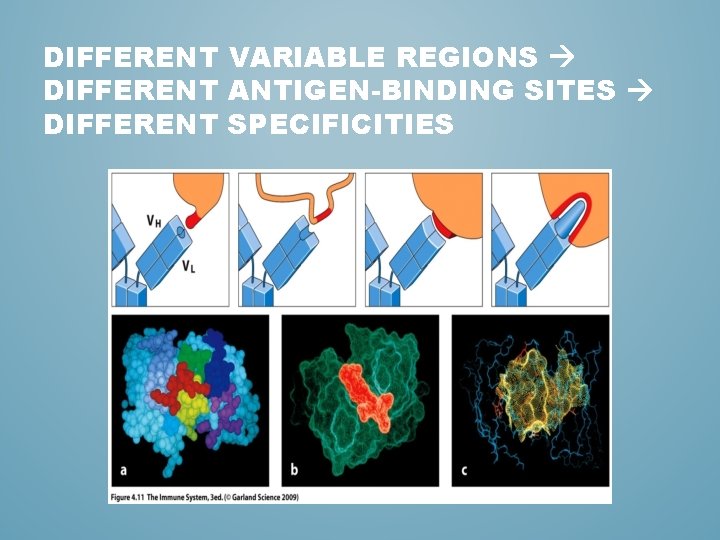 DIFFERENT VARIABLE REGIONS DIFFERENT ANTIGEN-BINDING SITES DIFFERENT SPECIFICITIES 