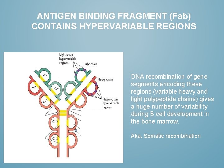 ANTIGEN BINDING FRAGMENT (Fab) CONTAINS HYPERVARIABLE REGIONS DNA recombination of gene segments encoding these