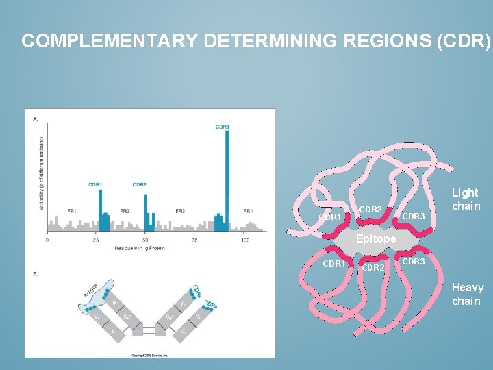 COMPLEMENTARY DETERMINING REGIONS (CDR) CDR 1 CDR 2 CDR 3 Light chain Epitope CDR