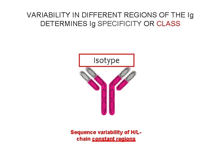 VARIABILITY IN DIFFERENT REGIONS OF THE Ig DETERMINES Ig SPECIFICITY OR CLASS Isotype Sequence