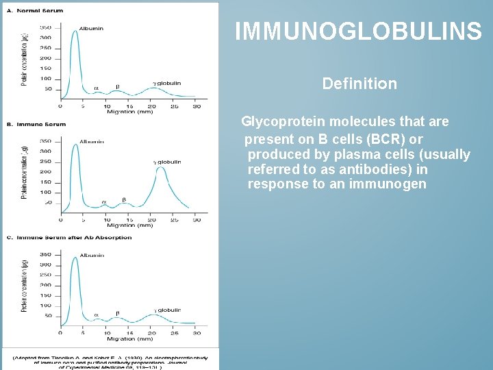 IMMUNOGLOBULINS Definition Glycoprotein molecules that are present on B cells (BCR) or produced by
