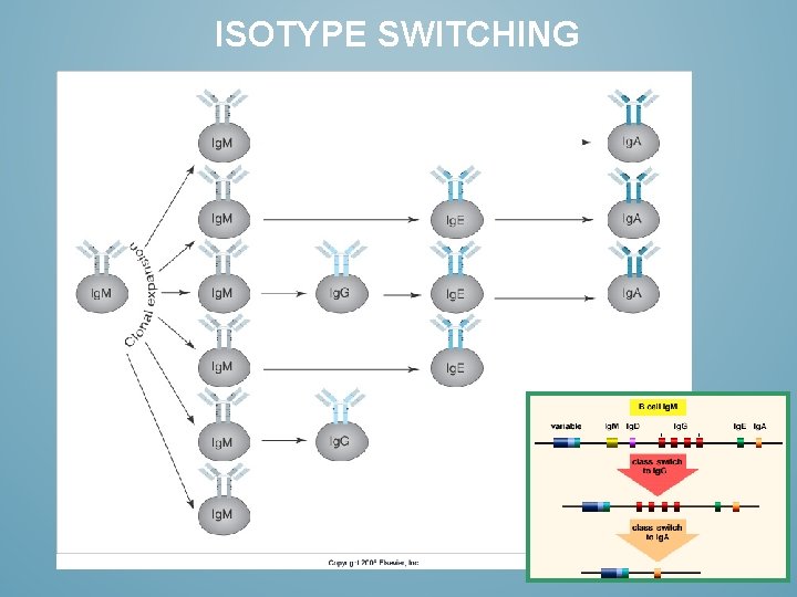 ISOTYPE SWITCHING 