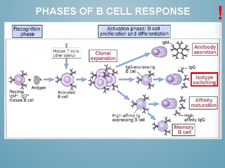 PHASES OF B CELL RESPONSE ! 