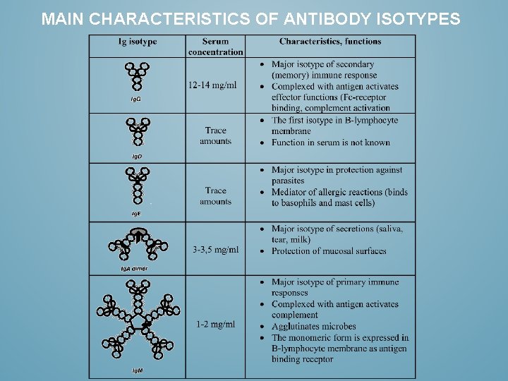 MAIN CHARACTERISTICS OF ANTIBODY ISOTYPES 