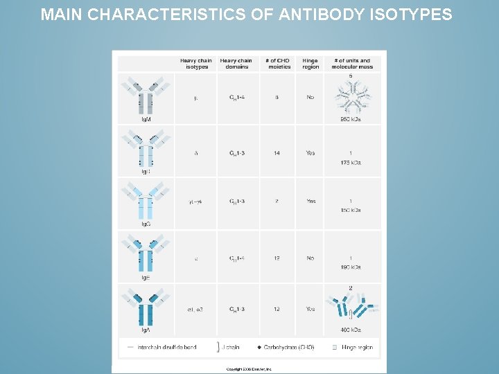MAIN CHARACTERISTICS OF ANTIBODY ISOTYPES 