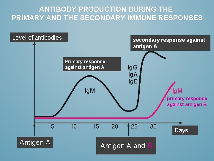 ANTIBODY PRODUCTION DURING THE PRIMARY AND THE SECONDARY IMMUNE RESPONSES Level of antibodies secondary