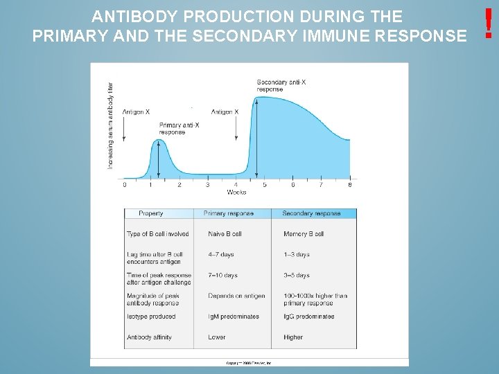 ANTIBODY PRODUCTION DURING THE PRIMARY AND THE SECONDARY IMMUNE RESPONSE ! 