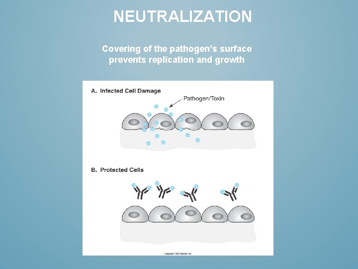 NEUTRALIZATION Covering of the pathogen’s surface prevents replication and growth 