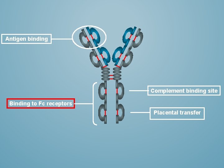 Antigen binding Complement binding site Binding to Fc receptors Placental transfer 