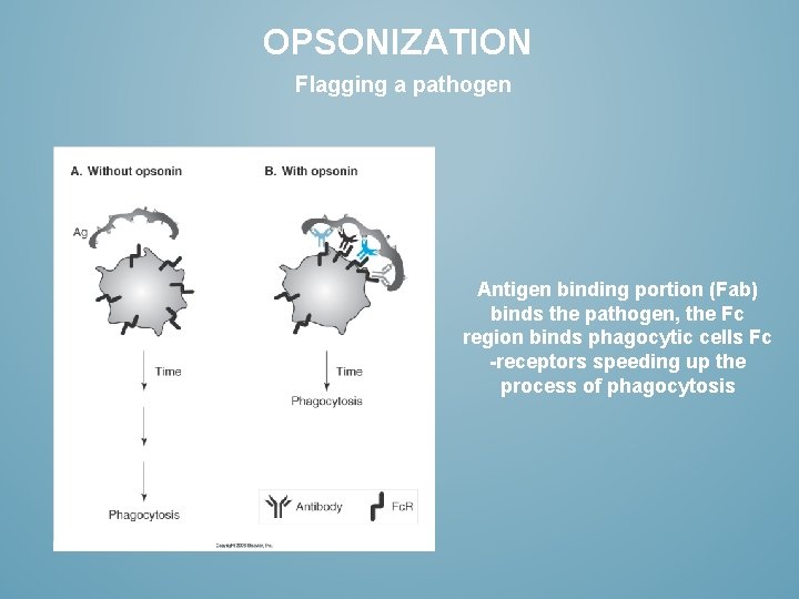 OPSONIZATION Flagging a pathogen Antigen binding portion (Fab) binds the pathogen, the Fc region