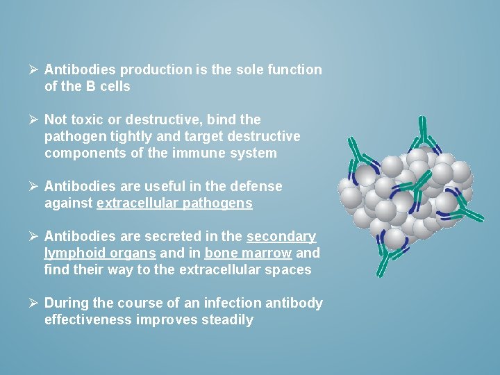 Ø Antibodies production is the sole function of the B cells Ø Not toxic