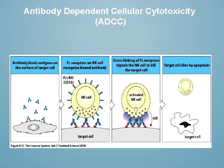 Antibody Dependent Cellular Cytotoxicity (ADCC) 