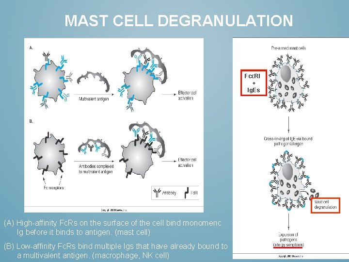 MAST CELL DEGRANULATION FcεRI + Ig. Es (A) High-affinity Fc. Rs on the surface