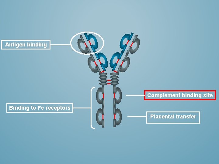 Antigen binding Complement binding site Binding to Fc receptors Placental transfer 