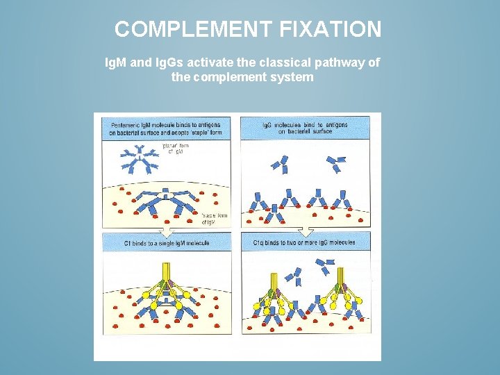 COMPLEMENT FIXATION Ig. M and Ig. Gs activate the classical pathway of the complement