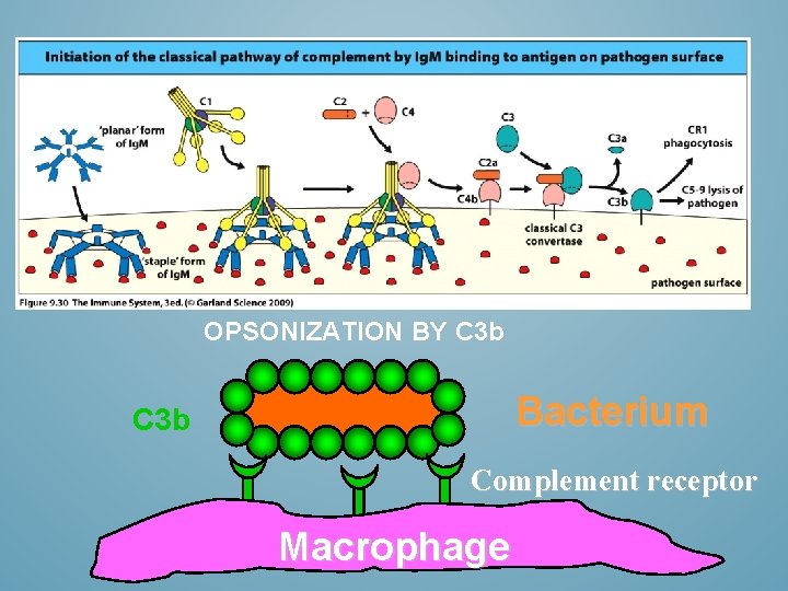 OPSONIZATION BY C 3 b Bacterium C 3 b Complement receptor Macrophage 