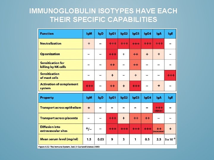 IMMUNOGLOBULIN ISOTYPES HAVE EACH THEIR SPECIFIC CAPABILITIES 