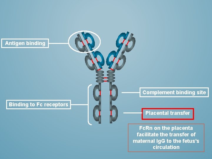 Antigen binding Complement binding site Binding to Fc receptors Placental transfer Fc. Rn on