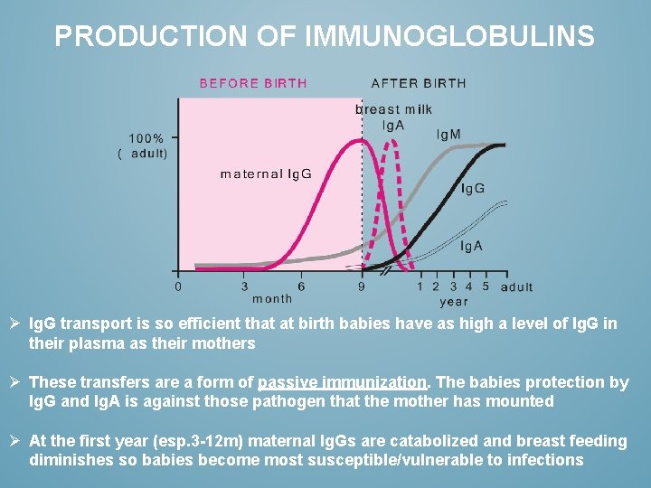 PRODUCTION OF IMMUNOGLOBULINS Ø Ig. G transport is so efficient that at birth babies