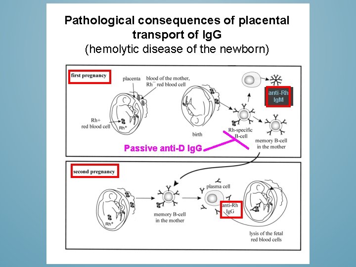 Pathological consequences of placental transport of Ig. G (hemolytic disease of the newborn) anti-Rh