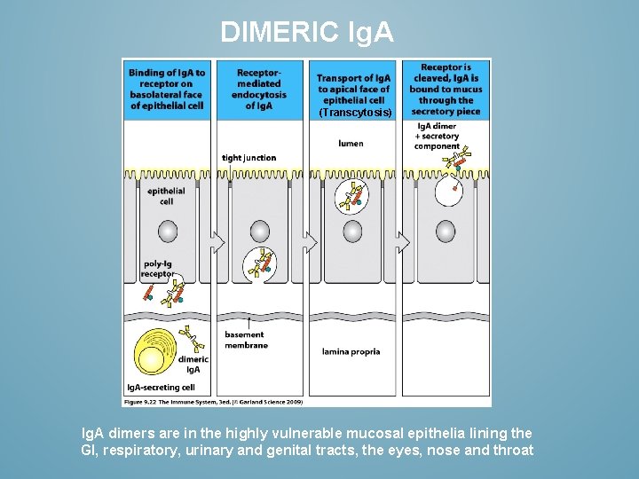 DIMERIC Ig. A (Transcytosis) Ig. A dimers are in the highly vulnerable mucosal epithelia