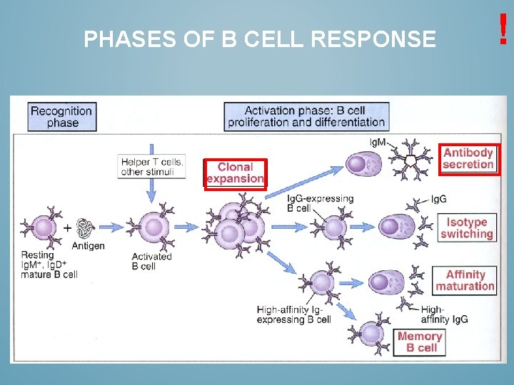PHASES OF B CELL RESPONSE ! 