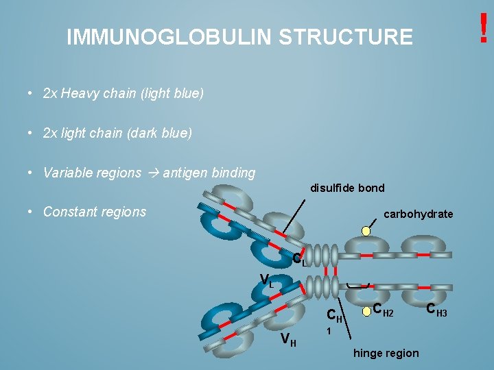 ! IMMUNOGLOBULIN STRUCTURE • 2 x Heavy chain (light blue) • 2 x light