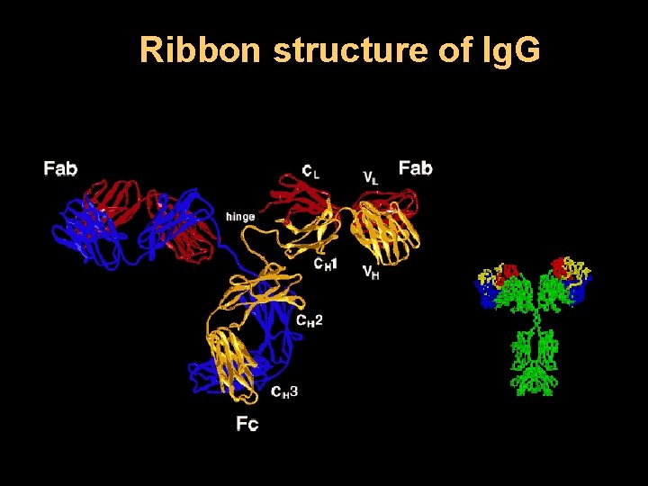 Ribbon structure of Ig. G 