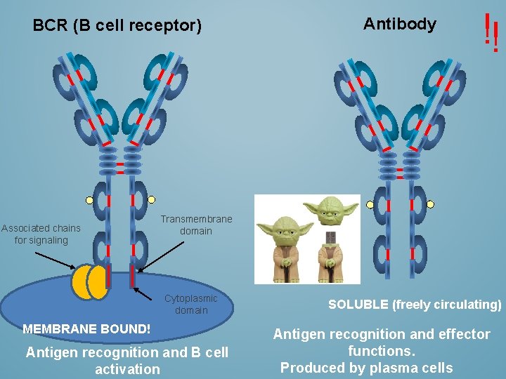 BCR (B cell receptor) Associated chains for signaling Antibody !! Transmembrane domain Cytoplasmic domain