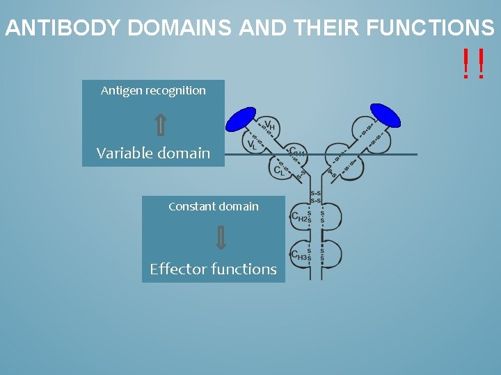 ANTIBODY DOMAINS AND THEIR FUNCTIONS Antigen recognition Variable domain Constant domain Effector functions !!