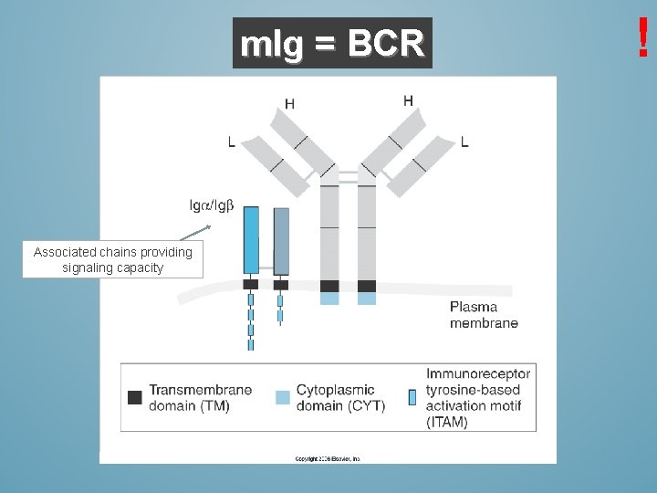 m. Ig = BCR Associated chains providing signaling capacity ! 