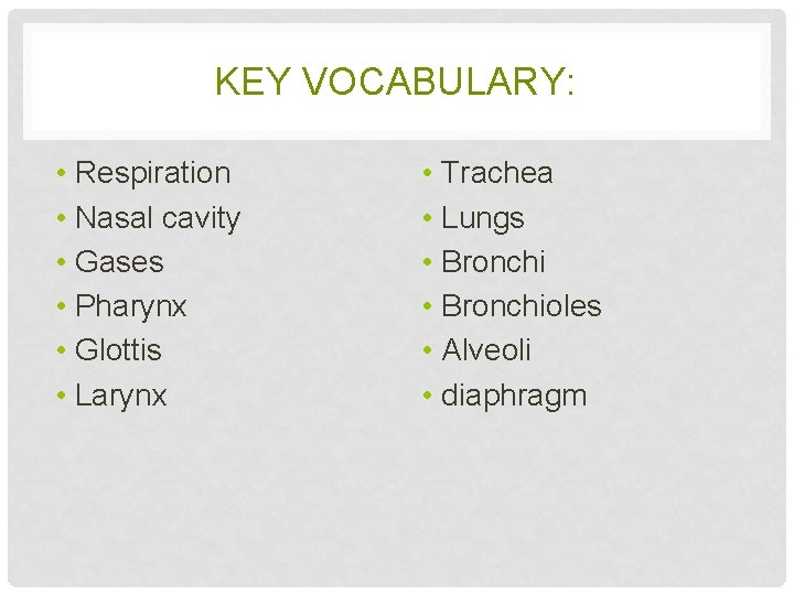 KEY VOCABULARY: • Respiration • Nasal cavity • Gases • Pharynx • Glottis •
