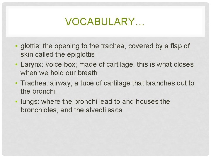 VOCABULARY… • glottis: the opening to the trachea, covered by a flap of skin