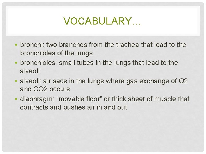 VOCABULARY… • bronchi: two branches from the trachea that lead to the bronchioles of