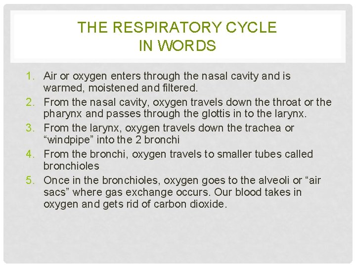 THE RESPIRATORY CYCLE IN WORDS 1. Air or oxygen enters through the nasal cavity