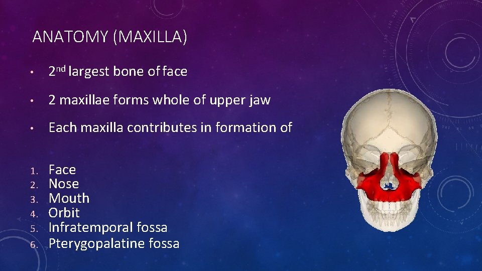 ANATOMY (MAXILLA) • 2 nd largest bone of face • 2 maxillae forms whole