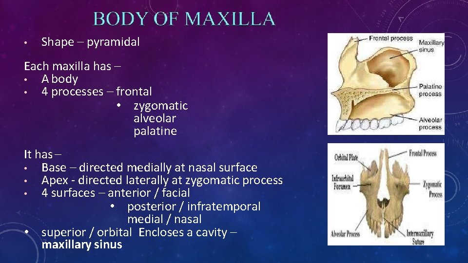  • Shape – pyramidal Each maxilla has – • A body • 4