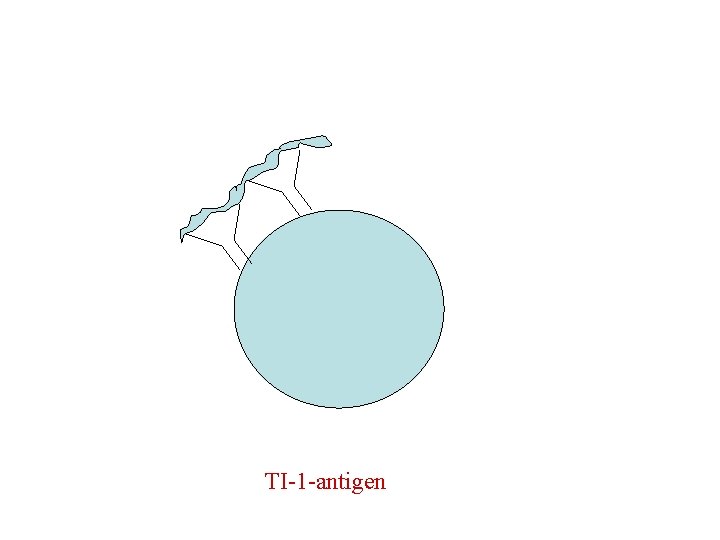 TI-1 -antigen 