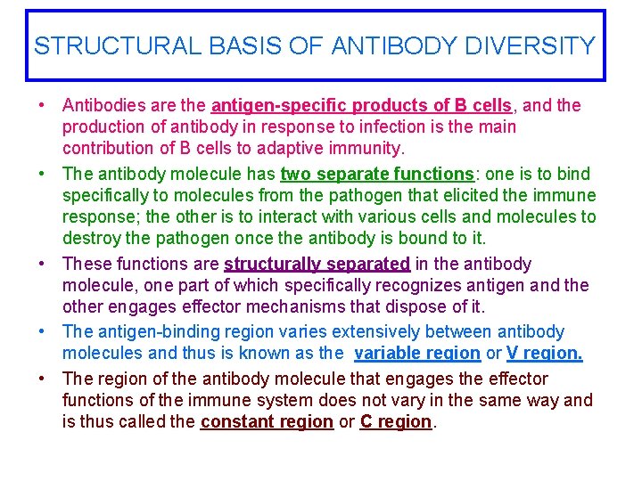 STRUCTURAL BASIS OF ANTIBODY DIVERSITY • Antibodies are the antigen-specific products of B cells,