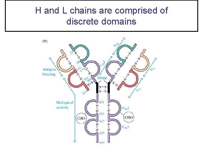 H and L chains are comprised of discrete domains 