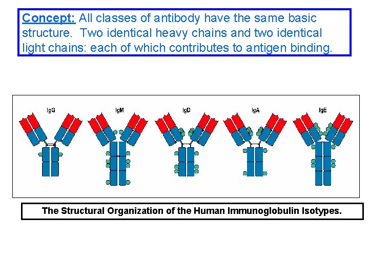 Concept: All classes of antibody have the same basic structure. Two identical heavy chains