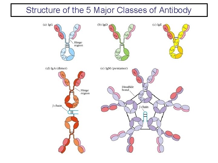 Structure of the 5 Major Classes of Antibody 