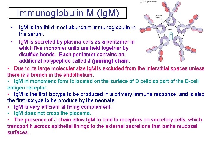 Immunoglobulin M (Ig. M) • Ig. M is the third most abundant immunoglobulin in