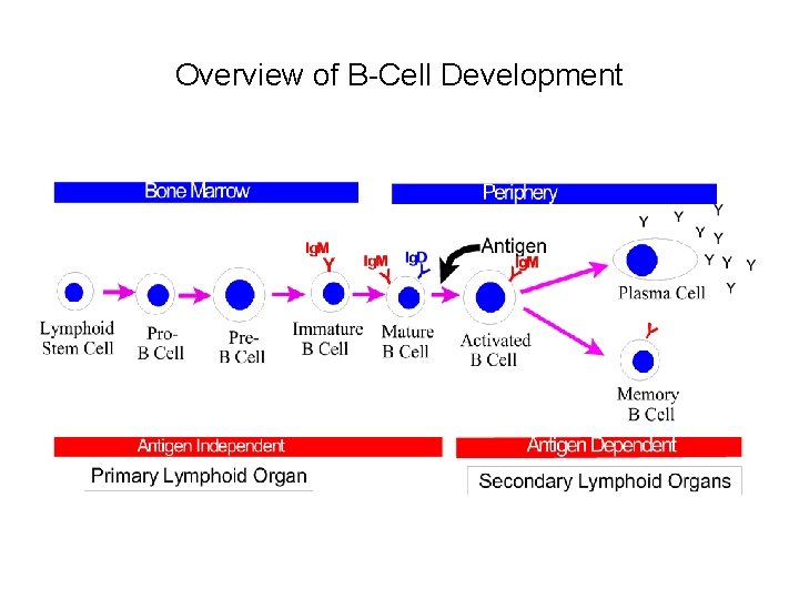 Overview of B-Cell Development 